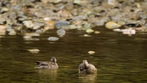 Pequeños Patos Que Acicalan Mientras Flotan Río — Vídeo de stock