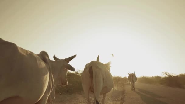 Singola Fila Mucche Che Camminano Lungo Strada Contro Tramonto Cieli — Video Stock