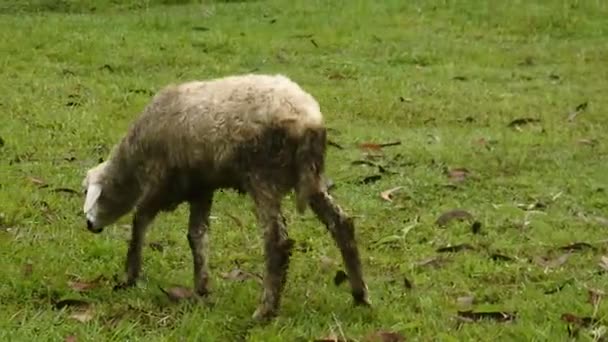 White Sheep Grazing Field Mammals Herbivorous Animal — Stockvideo