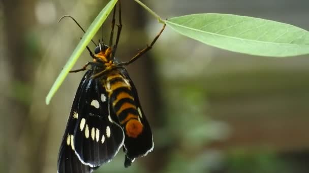 Czarny Motyl Siedzący Gałęzi Dzikim Lesie — Wideo stockowe