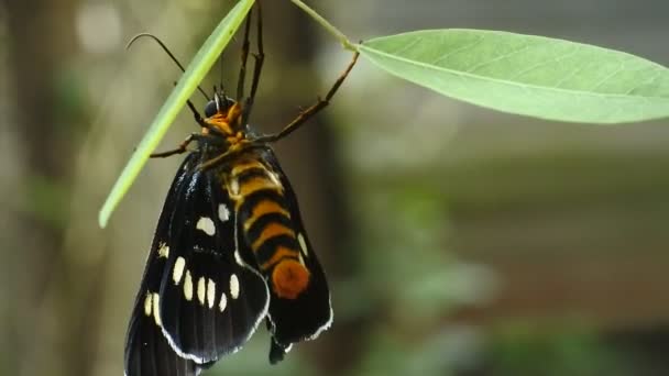 Zwarte Vlinder Een Tak Het Wilde Bos — Stockvideo