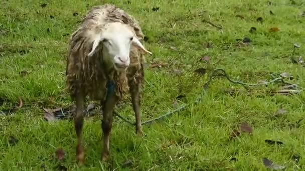 Beyaz Koyun Tarlada Otluyor Memeliler Otçul Hayvan — Stok video