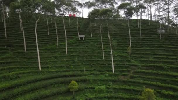 Vue Aérienne Jardins Thé Terrasses Dans Région Tritis Kulon Progo — Video