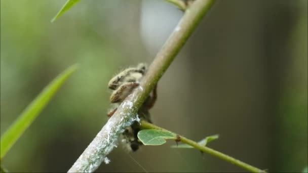 Άλμα Αράχνη Βίντεο Φυτό Έντομα Στα Φύλλα Άλμα Σώμα Εντόμων — Αρχείο Βίντεο