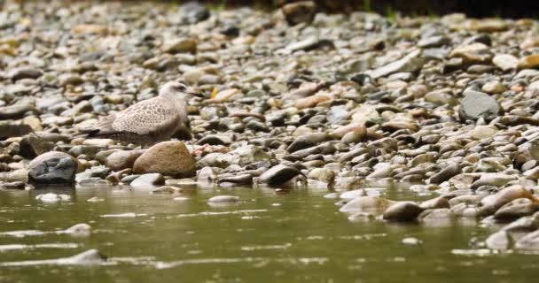 Jonge Amerikaanse Haring Gull Eten Vis Rotsachtige Rivieroever Close Statisch — Stockvideo