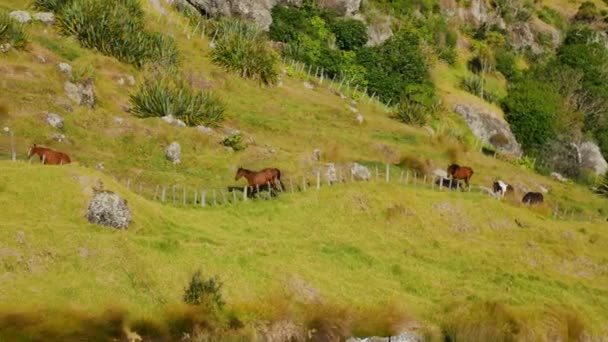 Grupo Caballos Salvajes Caminando Sobre Hierba Montañosa Creciendo Montaña Durante — Vídeos de Stock