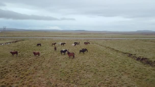 Група Диких Червоних Білих Чорних Ісландських Коней Лошами Стоять Зеленій — стокове відео