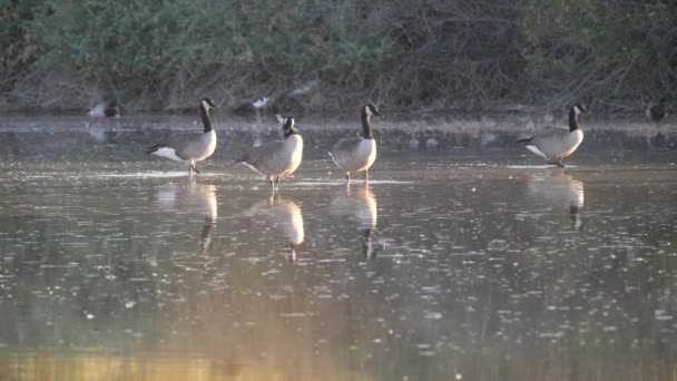 Geese Eating Morning Light Arizona — Stock Video
