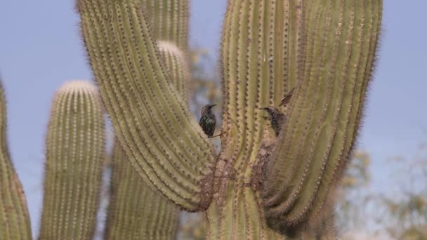 Estorninhos Europeus Lutando Torno Cacto Saguaro — Vídeo de Stock