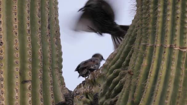 Par Estorninos Europeos Pelean Por Una Percha Saguaro — Vídeos de Stock