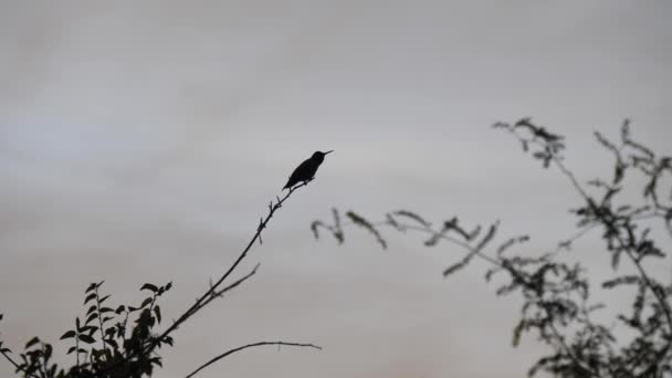 Silueta Unei Păsări Colibri Într Copac Mesquite Din Arizona — Videoclip de stoc