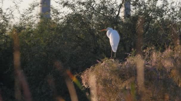Arizona Sazlıkların Ağaçların Üzerine Tünemiş Beyaz Balıkçıl — Stok video