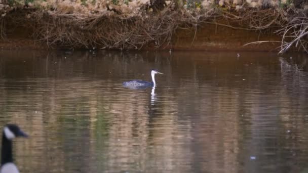 Döntetlen Egy Magányos Nyugati Grebe Felé Arizona Vizében — Stock videók