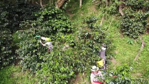 Agricultores Café Trabalhando Duro Para Obter Frutos Das Árvores — Vídeo de Stock