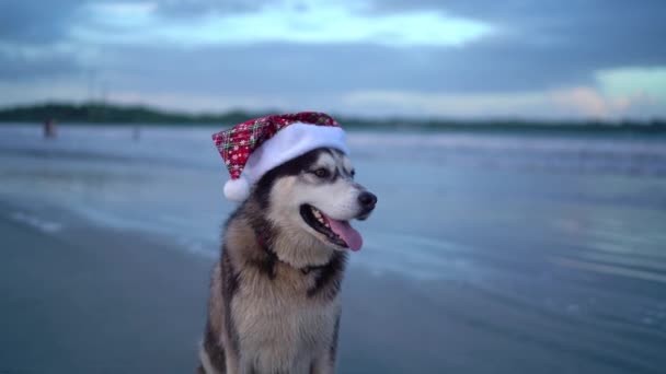 Szczęśliwy Pies Husky Ładny Zabawny Pies Santa Kapeluszem Mikołaja Plaży — Wideo stockowe