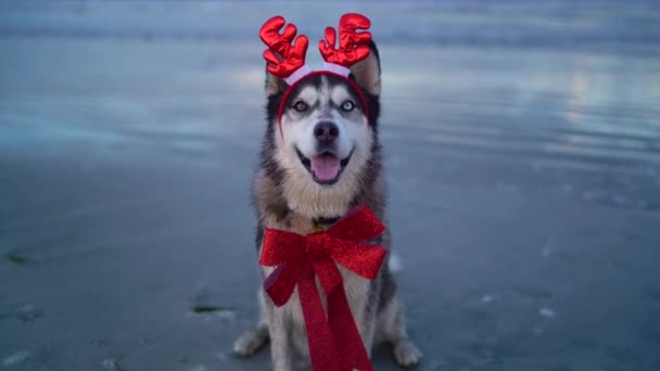 Szczęśliwy Pies Husky Rogu Karnawał Czerwony Łuk Plaży Tropikalny Szczęśliwego — Wideo stockowe