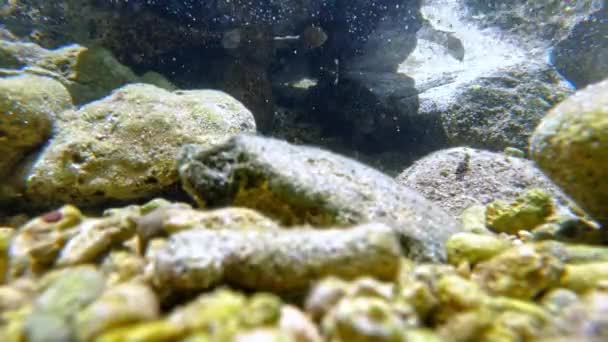 Condenar Peixes Tang Nadando Sob Mar Raso Com Pedras Lapso — Vídeo de Stock