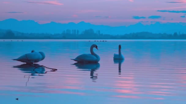 青い悲観的な風景の風景の中に水の中に3つの白鳥の家族グループは 静かなシーン — ストック動画