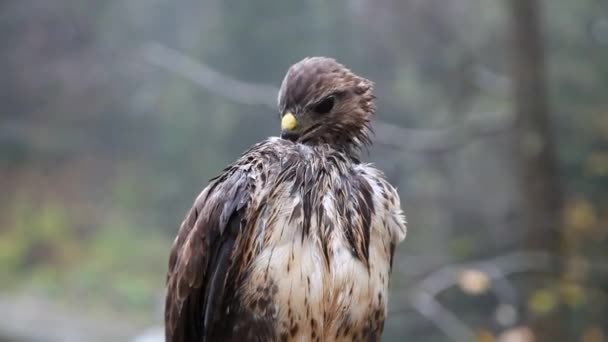 Retrato Falcão Marrom Molhado Castanho Close Aves Selvagens Rapina Cabeça — Vídeo de Stock