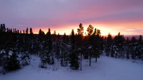 Bos Dennenboom Silhouet Zonsondergang Gluren Door Winter Bergbos Landschap Dennenbos — Stockvideo