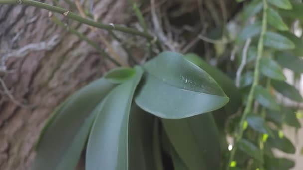 Zonnestralen Gaan Door Groene Bladeren Van Bomen Levendige Textuur Met — Stockvideo