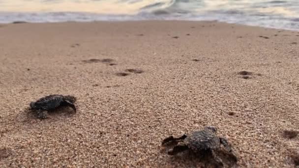 Χελώνες Baby Leatherback Παλεύουν Φτάσουν Στο Θαλάσσιο Περιβάλλον Μετά Την — Αρχείο Βίντεο