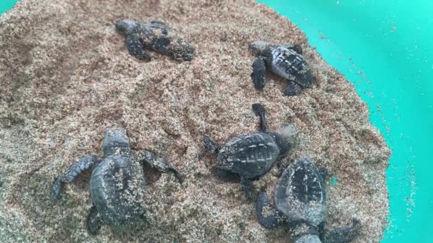 Baby Leatherback Turtles Release Todos Santos Mexico Tortugueros Las Playitas — Stock Video