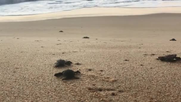 Cerca Baby Leatherback Tortugas Playa Todos Santos México Proyecto Tortugueros — Vídeos de Stock