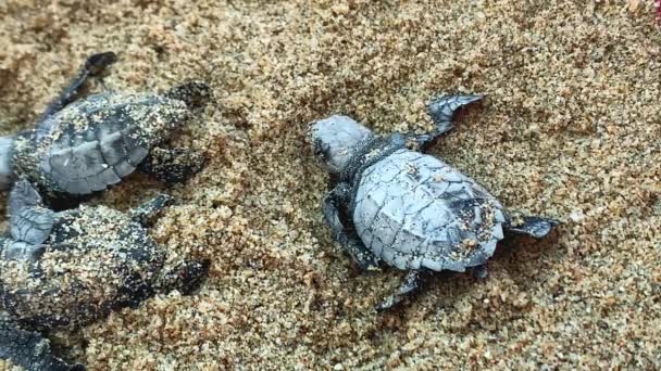 Tartarugas Couro Bebê Ofegante Movendo Areia Densa Extrema Vista Perto — Vídeo de Stock