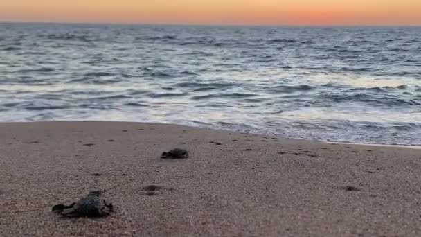 Εκκολαπτήρια Χελωνών Που Σέρνονται Στη Θάλασσα Ζωικά Είδη Διατήρηση — Αρχείο Βίντεο