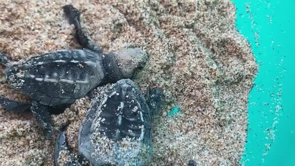 Extreme Close Δύο Χελώνες Baby Leatherback Μια Κατσαρόλα Άμμο — Αρχείο Βίντεο
