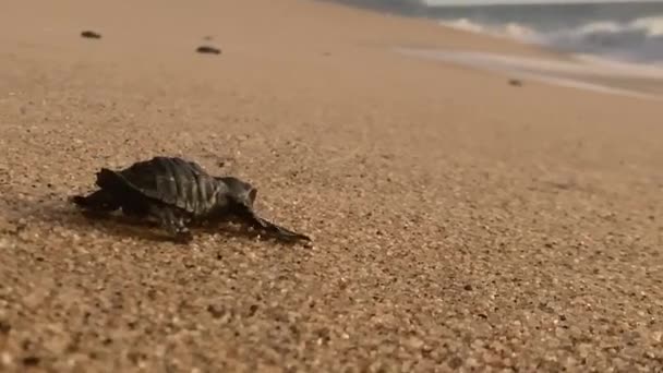 Novorozená Kožená Želva Snaží Dostat Mořské Vody Extrémní Zblízka — Stock video
