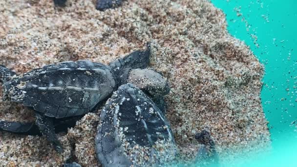 Lädersköldpaddor Kläcks Som Förberedelse För Frisläppande Tortugueros Las Playitas Todos — Stockvideo