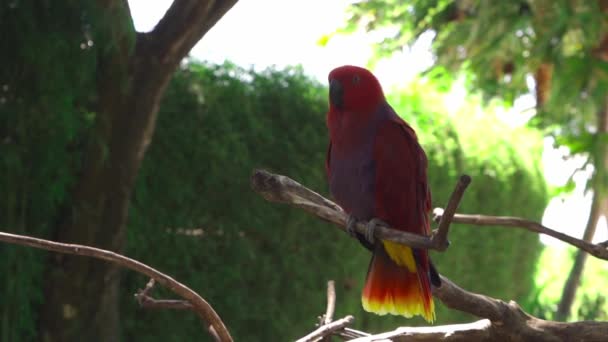 Hembra Loro Eclectus Pie Sobre Una Rama Naturaleza Aislado Pájaro — Vídeo de stock