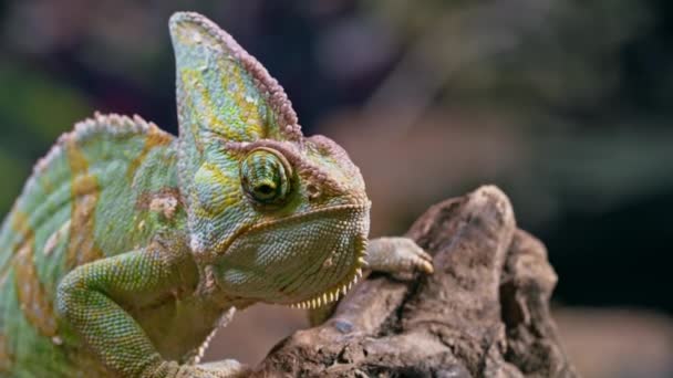 Retrato Cerca Camaleón Velado Cabeza Cono Verde Chamaeleo Calyptratus Pie — Vídeo de stock