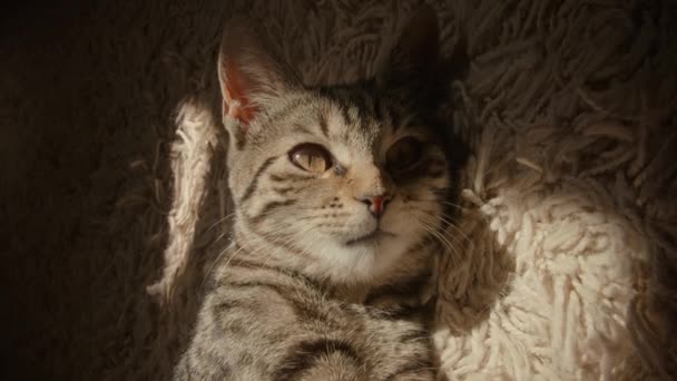 猫躺在垫子上 躺在阳光下 与外界隔绝的脸上 一副悠闲的 脱光的猫的画像 — 图库视频影像