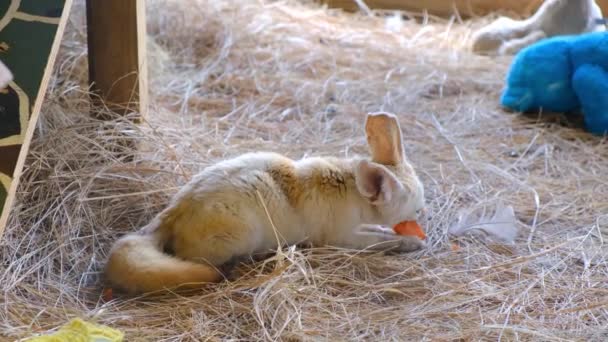 飼育下で飼育されている愛らしい赤ちゃんのフェニックフォックス かなり小さな動物の背中のビュー嘘と給餌 — ストック動画