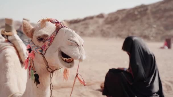 Çölde Gezen Bir Devenin Portresi Tur Için Evcilleştirilmiş Bir Camelus — Stok video