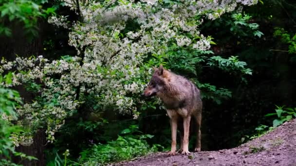 Isolated Tawny Eurasian Wolf Wild Canis Lupus Lupus Standing Middle — Stock Video