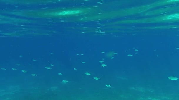 青い海の環境の中で泳ぐサドルタイ魚コロニーの素晴らしい海底ビュー スローモーション — ストック動画
