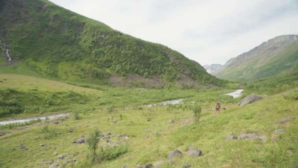 Reiziger Met Zijn Hond Lyngsdalen Bergwandeling Zomer Noorwegen Breed Schot — Stockvideo
