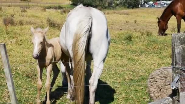 Close Cavalos Selvagens Pastando Prado Frente Baía Maitai Nova Zelândia — Vídeo de Stock