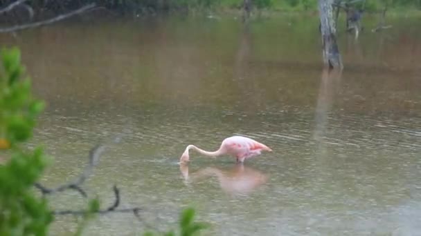 Flamingo Rainy Pond Isabela Island Галапагоські Острови Еквадор Заручний — стокове відео