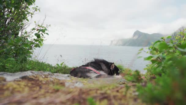 Σκύλος Κοιμάται Στο Έδαφος Ένα Νησί Ευρεία Άποψη — Αρχείο Βίντεο