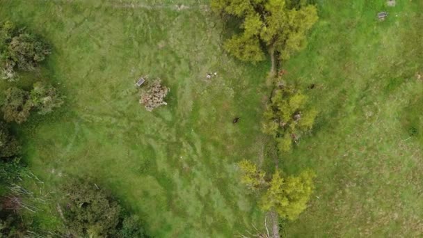 Drone Schot Van Een Koe Een Heuvel — Stockvideo