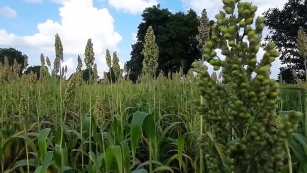 Primer Plano Espigas Trigo Balanceándose Viento Por Mañana Con Hermoso — Vídeo de stock