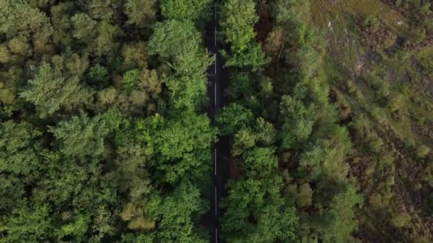 Camino Campo Vacío Rodeado Bosque Vuelo Aéreo Arriba Abajo — Vídeo de stock