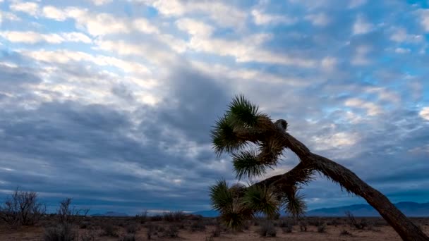 Mojave Desert Med Ett Joshua Träd Förgrunden Och Mulen Himmel — Stockvideo