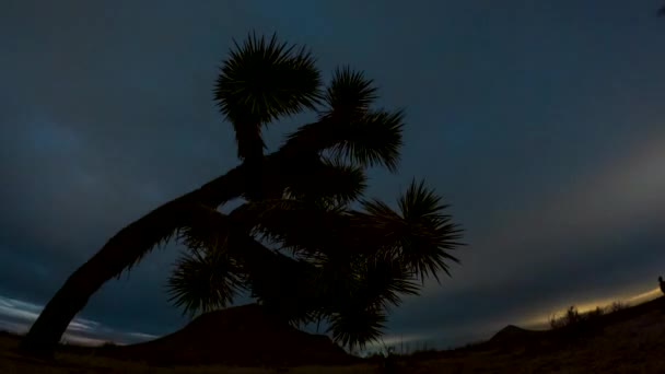 Día Noche Caduca Con Árbol Josué Primer Plano Contrafuerte Desierto — Vídeo de stock