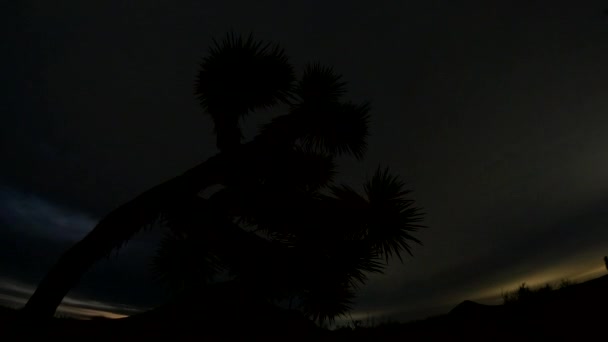 モハーヴェ砂漠では昼夜を問わず 雲の多い空と満月が沈む前にジョシュアの木があります — ストック動画